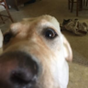 Meet your Posher, Hudson